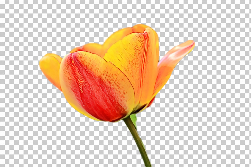 Orange PNG, Clipart, Anthurium, Bud, Closeup, Cut Flowers, Flower Free PNG Download