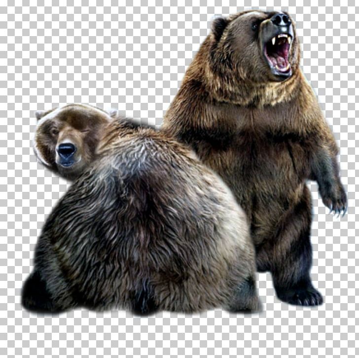 Alaska Peninsula Brown Bear Giant Panda Internet PNG, Clipart, Alaska Peninsula Brown Bear, Animal, Animals, Bear, Brown Bear Free PNG Download