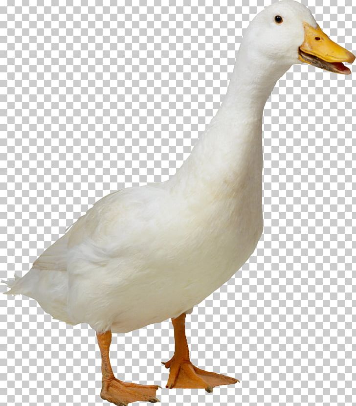 American Pekin Duck Goose PNG, Clipart, American Pekin, Animals, Beak, Bird, Computer Icons Free PNG Download