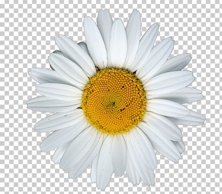 Chamomile Portable Network Graphics PNG, Clipart, Aster, Chamaemelum Nobile, Chamomile, Chrysanths, Computer Icons Free PNG Download