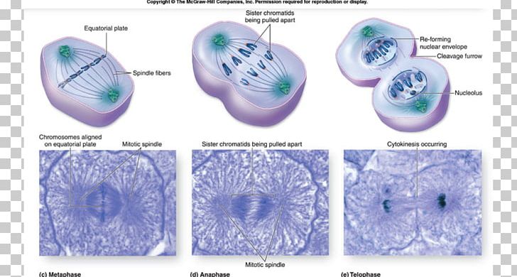 Organism PNG, Clipart, Art, Coast, Imgkid, Mitosis, Orange Free PNG Download