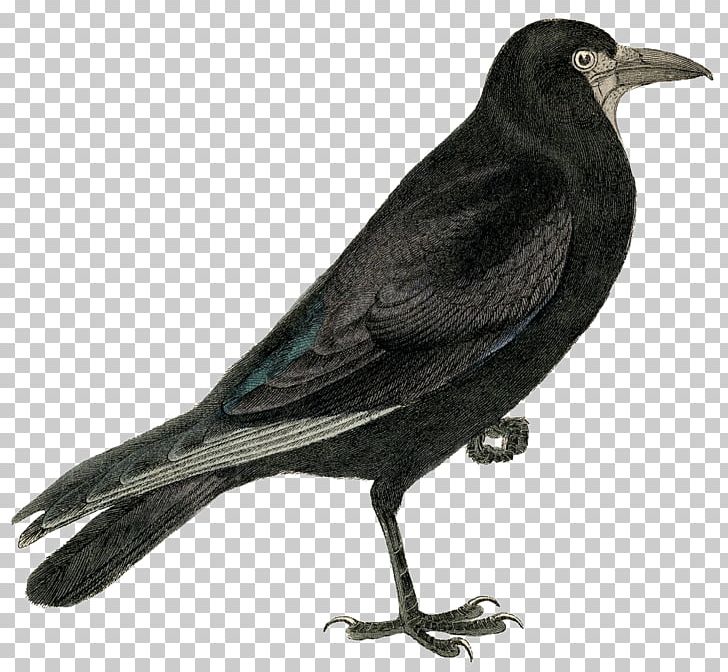 Rook Common Raven Crow PNG, Clipart, American Crow, Beak, Bird, Blackbird, Cape Crow Free PNG Download
