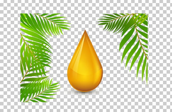 Roundtable On Sustainable Palm Oil Olive Oil PNG, Clipart, Argan Oil, Branch, Carrier Oil, Christmas Ornament, Cooking Oil Free PNG Download