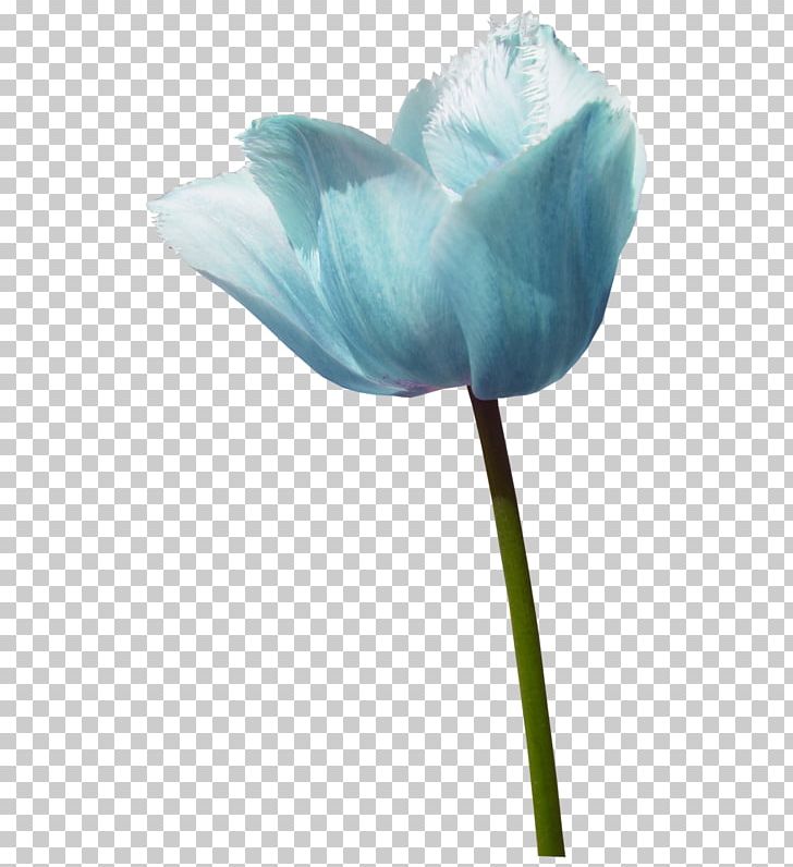 Tulip Blue Rose Cut Flowers PNG, Clipart, Blue, Blue Rose, Color, Cut Flowers, Flower Free PNG Download