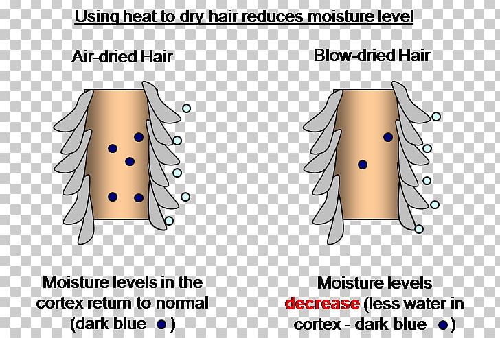 Drying Hair Dryers Humidity Moisture PNG, Clipart, Air, Angle, Area, Arm, Cartoon Free PNG Download