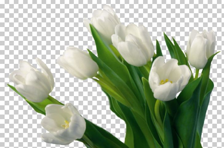 Flower Desktop Plant Symbolism Tulipa Gesneriana PNG, Clipart, Bud, Bulb, Color, Crocus, Cut Flowers Free PNG Download