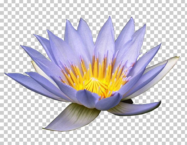 Flower Nymphaea Alba Purple PNG, Clipart, Aquatic Plant, Clip Art, Computer Wallpaper, Download, Flower Free PNG Download