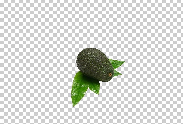 Avocado Fruit Auglis PNG, Clipart, Auglis, Avocado, Avocado Juice, Avocados, Avocado Smoothie Free PNG Download