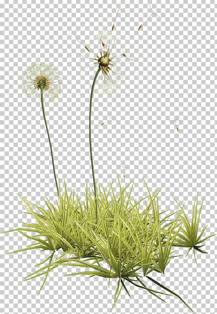 Common Dandelion Herbaceous Plant PNG, Clipart, Common Dandelion, Dandelion, Flora, Flower, Flowering Plant Free PNG Download