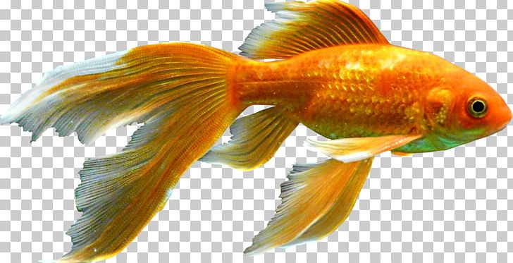 Goldfish Aquarium PNG, Clipart, Animals, Aquarium, Bony Fish, Cdr, Encapsulated Postscript Free PNG Download