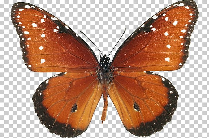 Monarch Butterfly Pieridae Gossamer-winged Butterflies Brush-footed Butterflies PNG, Clipart, Arthropod, Brush Footed Butterfly, Butterfly, Insect, Insects Free PNG Download