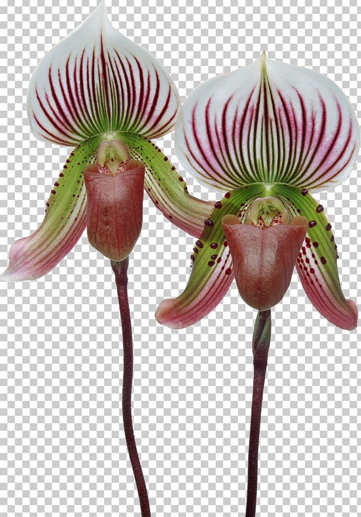 Singapore Orchid Cypripedium Formosanum Moth Orchids Paphiopedilum Plant PNG, Clipart, Cattleya Orchids, Cypripedium, Cypripedium Formosanum, Flora, Flower Free PNG Download