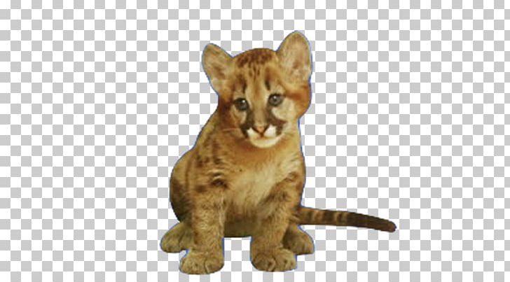 Lion Cougar Cat Child Infant PNG, Clipart, Animal, Animal Figure, Animals, Big Cats, Birth Free PNG Download