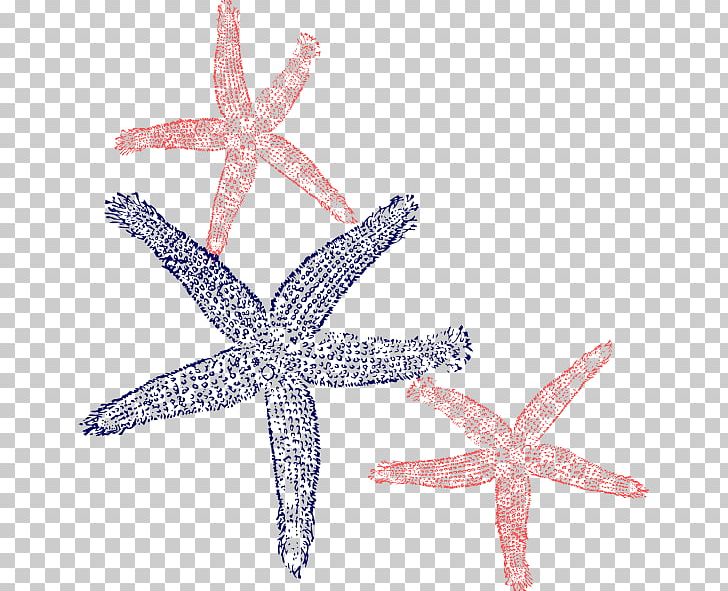 Marine Invertebrates Starfish Echinoderm Animal PNG, Clipart, Animal, Animals, Echinoderm, Fish, Flipflops Free PNG Download