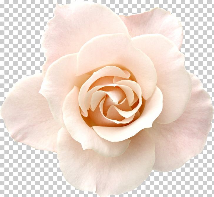 Rose Pink White Desktop Stock Photography PNG, Clipart, Color, Cut Flowers, Desktop Wallpaper, Display Resolution, Floribunda Free PNG Download