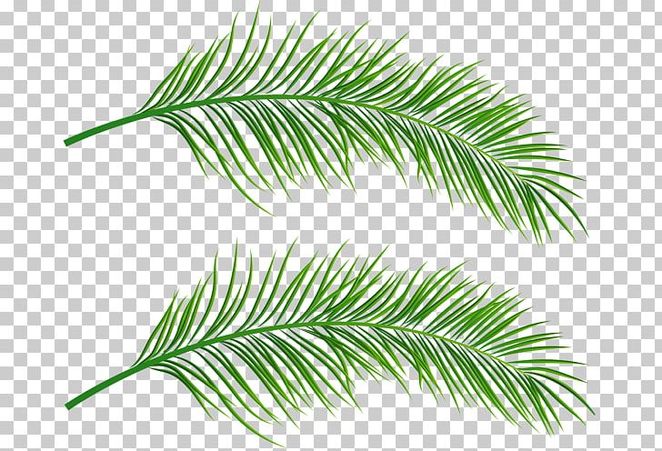 Asian Palmyra Palm Palm Trees Leaf Portable Network Graphics PNG, Clipart, Arecales, Asian Palmyra Palm, Borassus, Borassus Flabellifer, Branch Free PNG Download