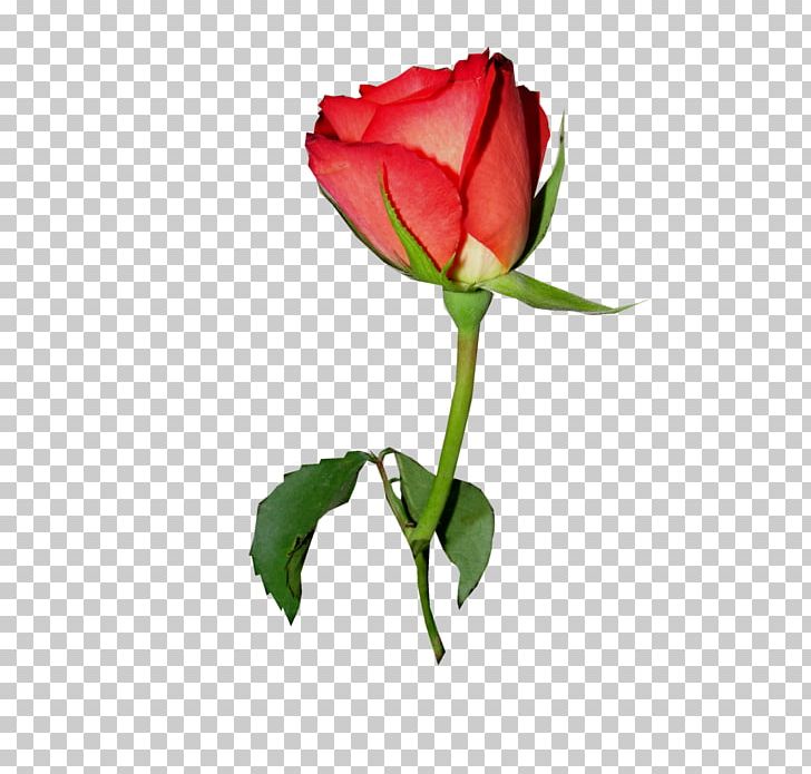Garden Roses Portable Network Graphics Painting PNG, Clipart, Art, Bud, China Rose, Cut Flowers, Floribunda Free PNG Download