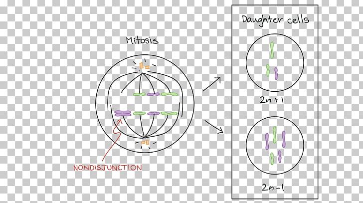 Mitosis Prophase Meiosis Chromosome Anaphase PNG, Clipart, Anaphase, Aneuploidy, Angle, Area, Biology Free PNG Download