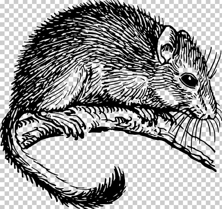 The Dormouse Drawing Rodent PNG, Clipart, Animals, Beaver, Carnivoran, Domesticated Hedgehog, Dormouse Free PNG Download