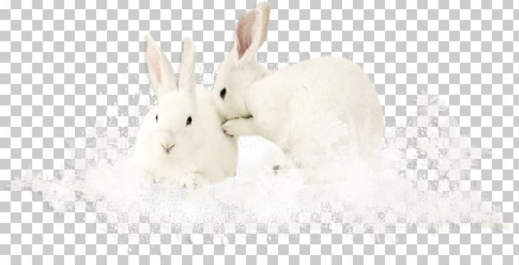 Domestic Rabbit Easter Bunny Hare Tail Snout PNG, Clipart, Animal, Animals, Background White, Black White, Domestic Rabbit Free PNG Download