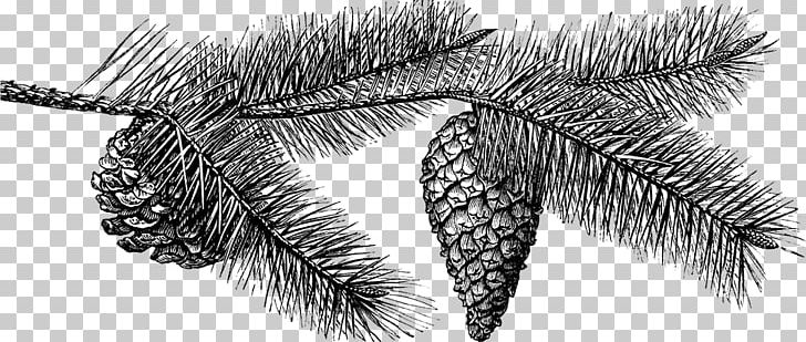 Fir Conifer Cone Drawing PNG, Clipart, Black And White, Branch, Cone, Conifer, Conifer Cone Free PNG Download