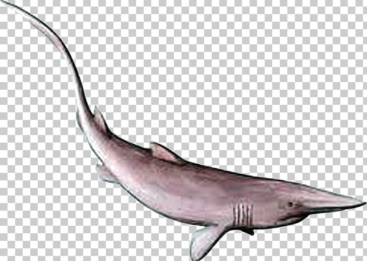 Goblin Shark Lamniformes Anomotodon Carcharhinus PNG, Clipart, Animals, Basking Shark, Cartilaginous Fish, Chondrichthyes, Dolphin Free PNG Download