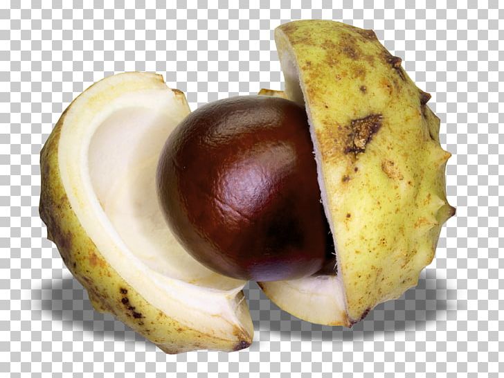 Chestnut PNG, Clipart, Acorn, Chestnut, Clip Art, Download, Food Free PNG Download
