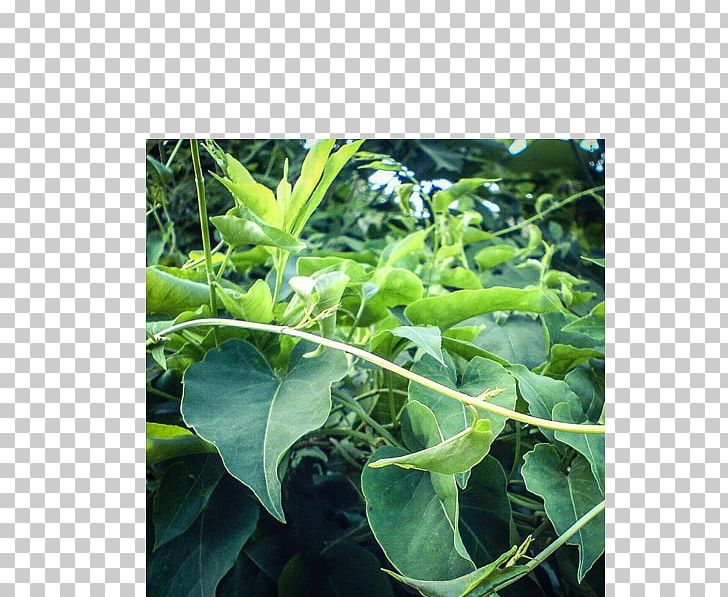 Fallopia Multiflora Pharmacist Pharmacy Sleep Pharmaceutical Drug PNG, Clipart, Chard, Eucommia, Fallopia, Fallopia Multiflora, Herb Free PNG Download