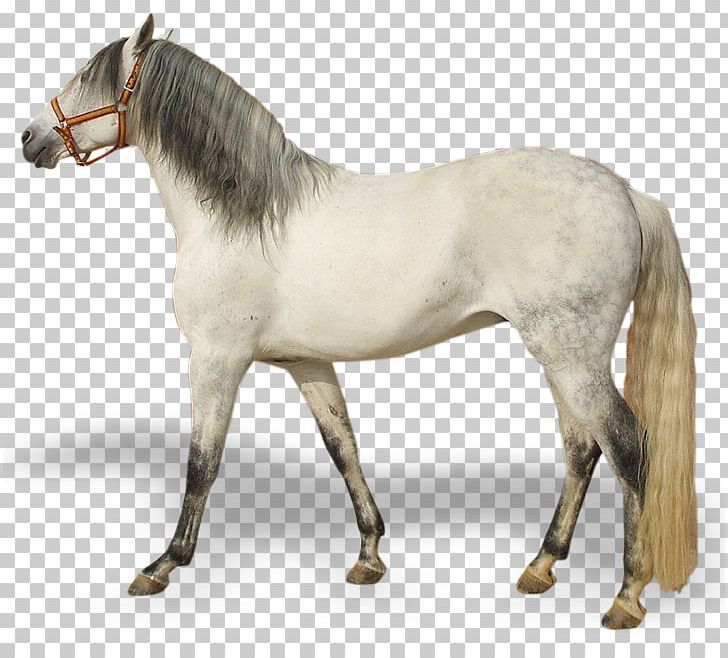 Mustang Pony Rein Stallion Andalusian Horse PNG, Clipart, Andalusian Horse, Animal Figure, Bridle, Cavallo, Colt Free PNG Download