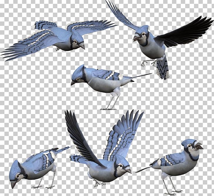 Bird Photography Beak PNG, Clipart, Animal Migration, Animals, Beak, Bird, Bird Migration Free PNG Download