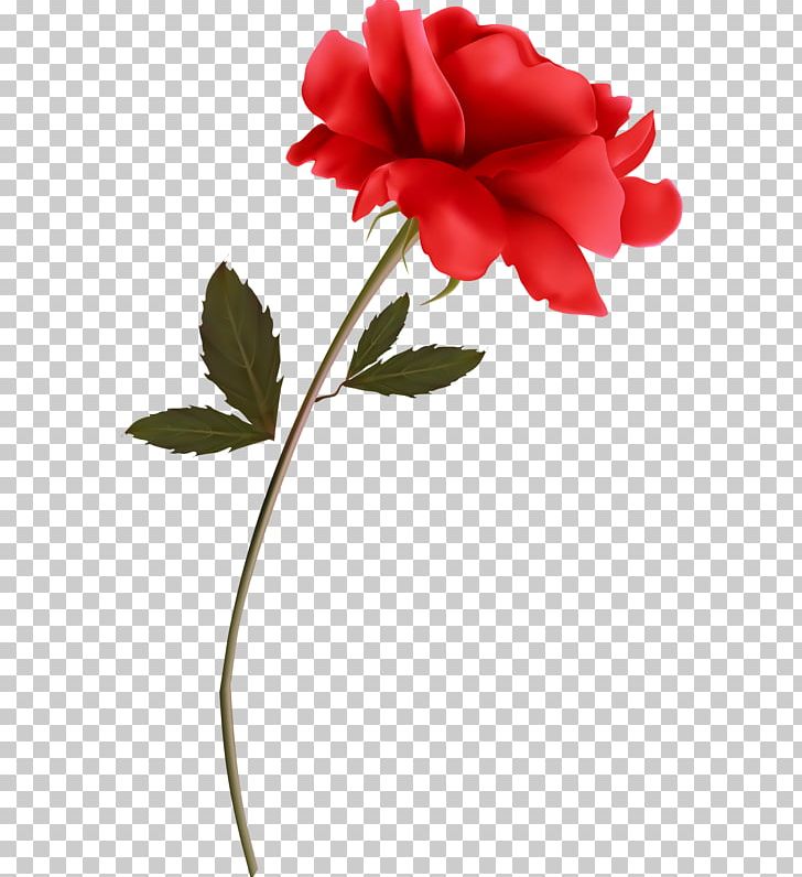 Garden Roses Flower Red PNG, Clipart, Beach Rose, Carnation, Cut Flowers, Flower, Flower Garden Free PNG Download