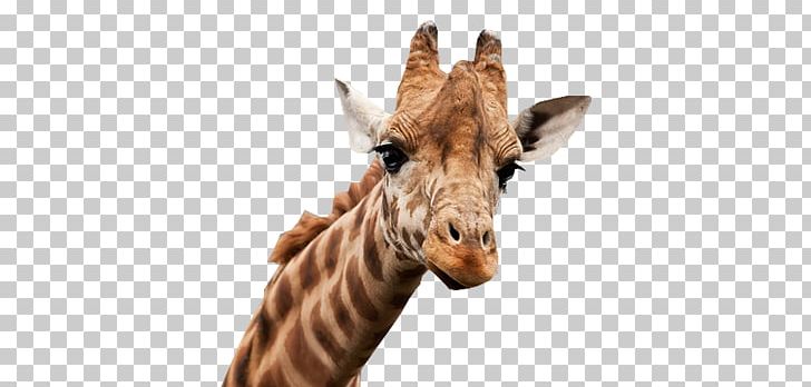 Giraffe Cheetah Felidae Poster PNG, Clipart, Animal, Animals, Art, Cheetah, Expression Free PNG Download