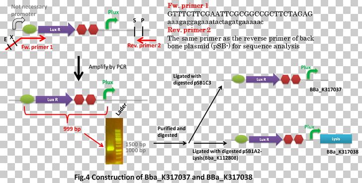 International Genetically Engineered Machine T4 Holin DH5-Alpha Cell Lysis PNG, Clipart, Angle, Area, Autolysis, Bacteriophage, Biobrick Free PNG Download