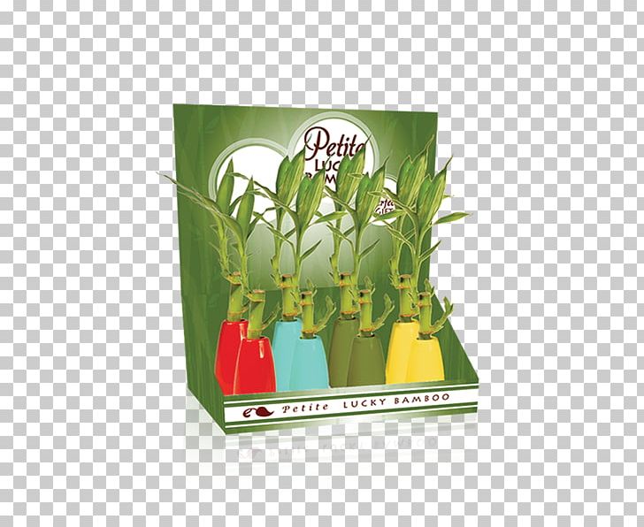 Lucky Bamboo Plant Flowerpot PNG, Clipart, Bamboo, Ceramic, Company, Flowerpot, Grass Free PNG Download