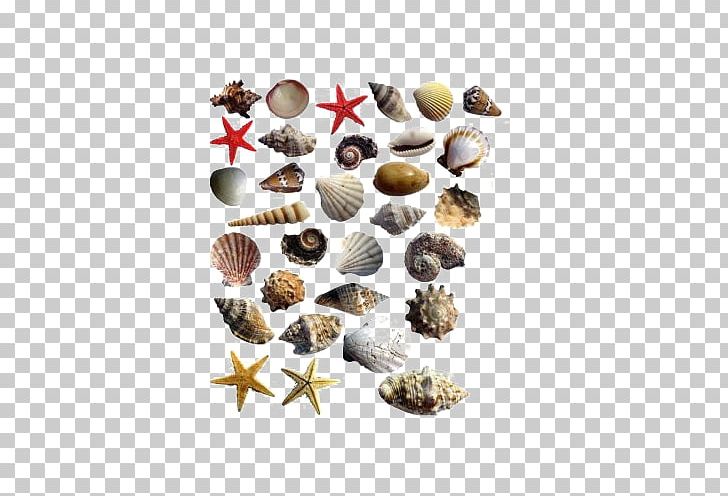 Seashell Starfish Sea Snail PNG, Clipart, Animals, Bye Bye Single Life, Conch, Deviantart, Download Free PNG Download