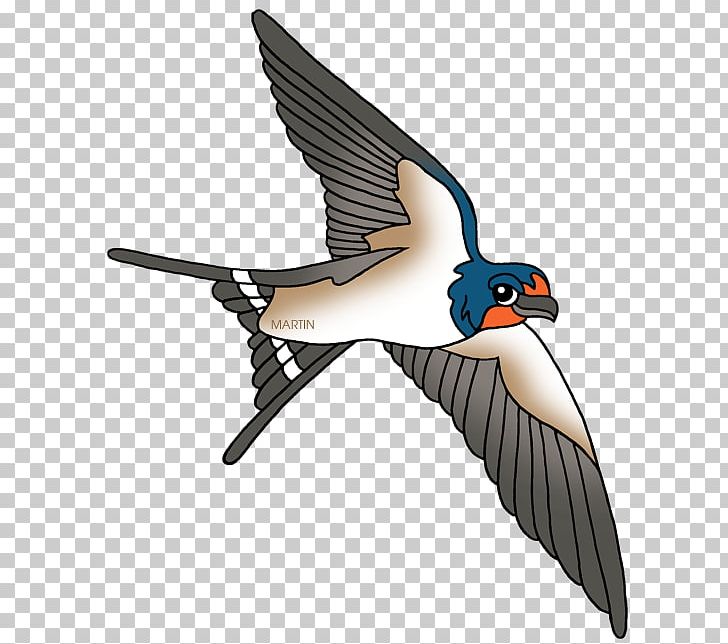 Barn Swallow Bird PNG, Clipart, Barn Swallow, Beak, Bird, Booby, Drawing Free PNG Download
