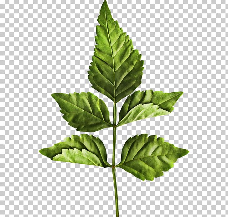 Leaf Computer Icons PNG, Clipart, Clip Art, Computer Icons, Cow Parsnip, Deco, Digital Media Free PNG Download
