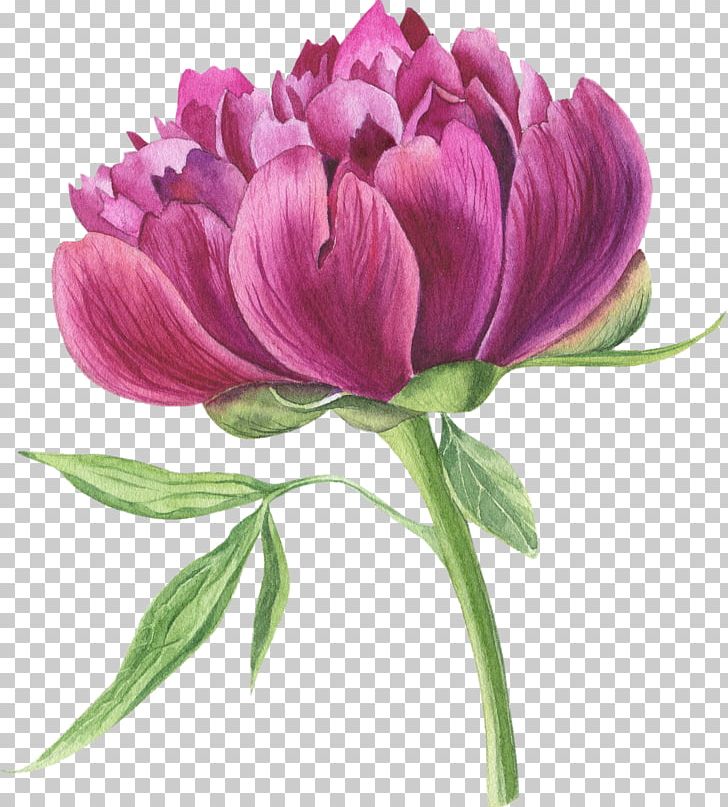 Watercolor Painting Peony Stock Photography PNG, Clipart, Anemone, Art, Cut Flowers, Floral Design, Flower Free PNG Download