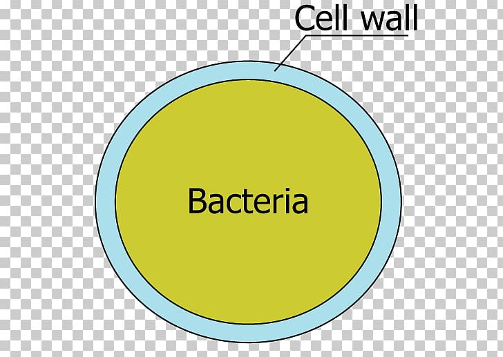 Cell Wall Bacterial Cell Structure Flagellum PNG, Clipart, Angle, Area, Bacteria, Biology, Brand Free PNG Download