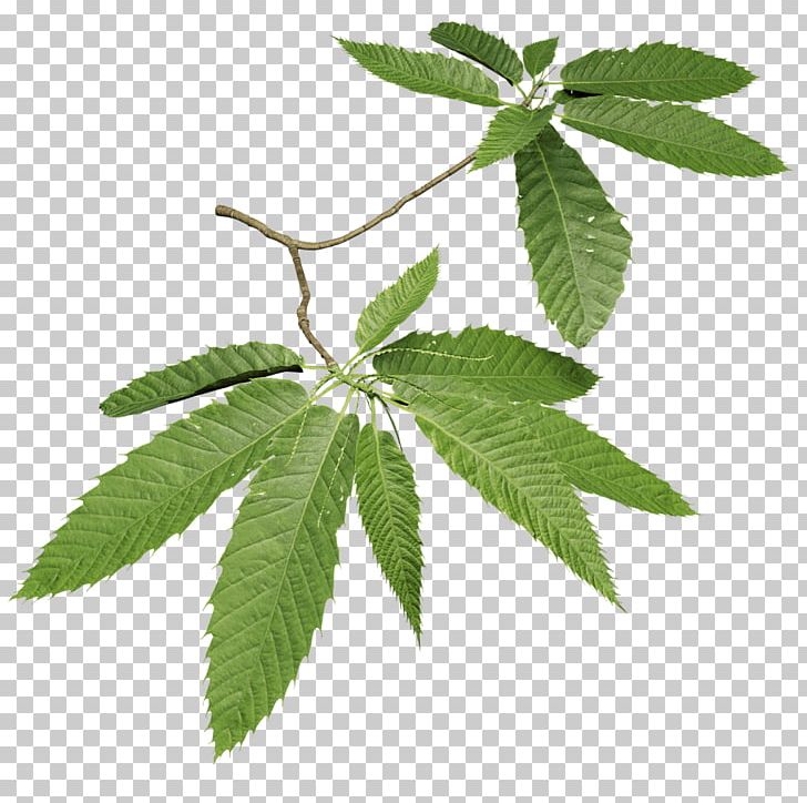 Tree Sweet Chestnut Leaf Quercus Frainetto Twig PNG, Clipart, 3d Computer Graphics, Chestnut, Color, Fagaceae, Fruit Free PNG Download