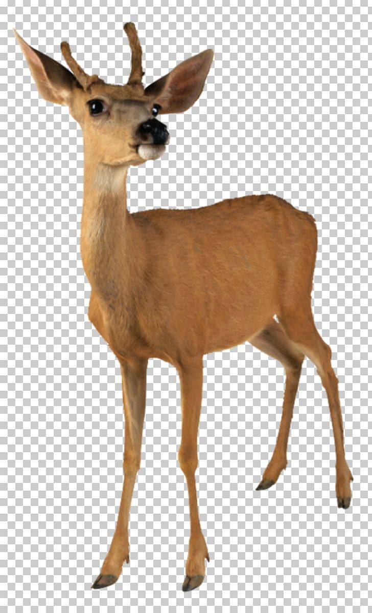 White-tailed Deer Moose PNG, Clipart, Animals, Antelope, Antler, Computer Icons, Deer Free PNG Download
