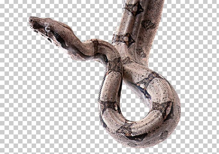 Boa Constrictor Snake Reptile Animal PNG, Clipart, Animals, Asia Map, Boas, Constriction, Dream Free PNG Download
