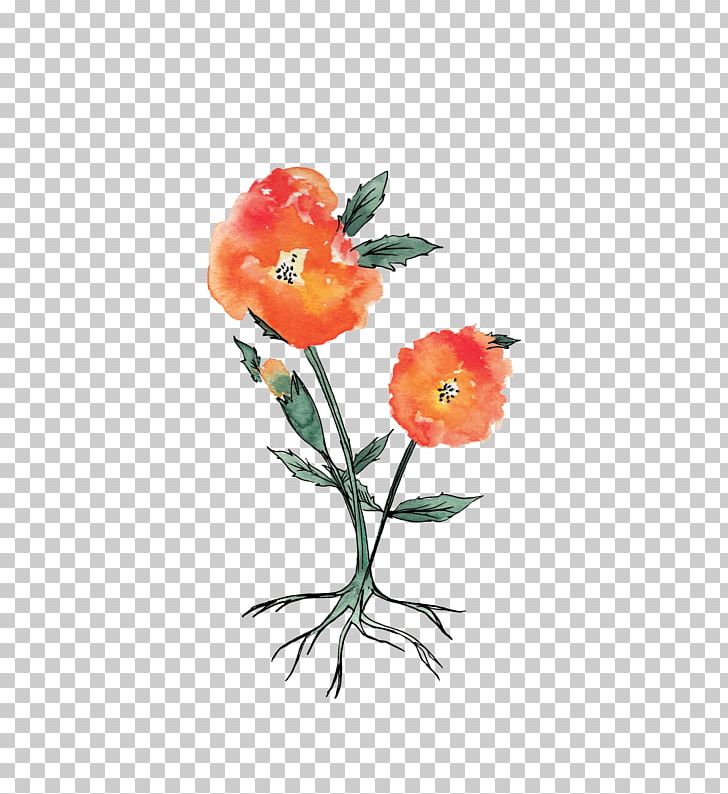 Botany Marigold Art Still Life Photography PNG, Clipart, Amborella, Art, Botany, Coquelicot, Creative Plant Free PNG Download