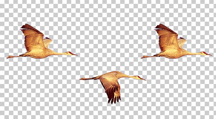 Duck Bird Crane Swan Goose PNG, Clipart, Animal, Animal Migration, Beak, Bird Migration, Birds Free PNG Download