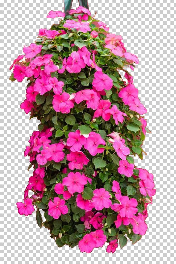 Impatiens Walleriana Impatiens Balsamina Stock Photography PNG, Clipart, Annual Plant, Botany, Cluster, Flower, Flowers Free PNG Download