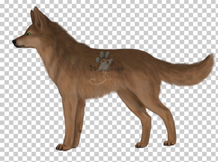 Kunming Wolfdog Saarloos Wolfdog Dingo Red Fox Coyote PNG, Clipart, Breed, Carnivoran, Coyote, Dhole, Dingo Free PNG Download