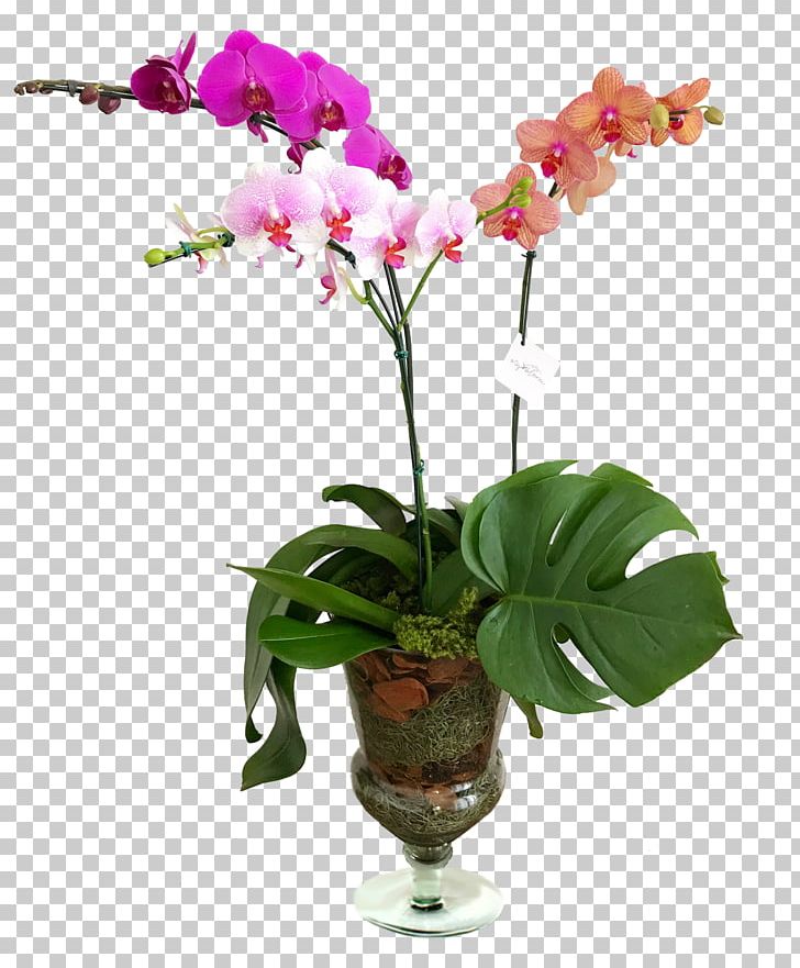 Moth Orchids Cut Flowers Glass Cattleya Orchids PNG, Clipart, 2017, Artificial Flower, Cat, Cattleya Orchids, Cut Flowers Free PNG Download