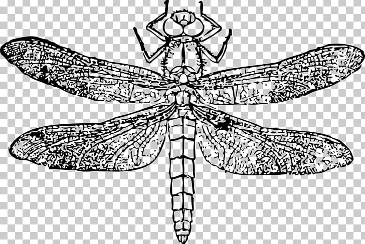 Dragonfly Drawing PNG, Clipart, Artwork, Black And White, Color, Coloring Book, Dragon Free PNG Download