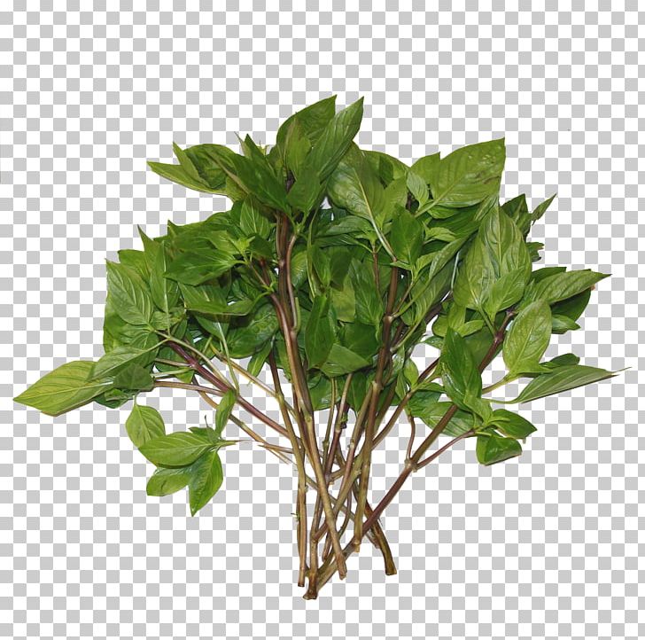 Basil Herb Stock Photography PNG, Clipart, Basil, Herb, Herbal, Herbalism, Leaf Free PNG Download