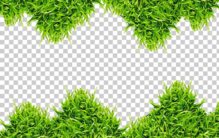 Grass Green Photography PNG, Clipart, Corner, Corner Decoration, Decoration, Drawing, Evergreen Free PNG Download